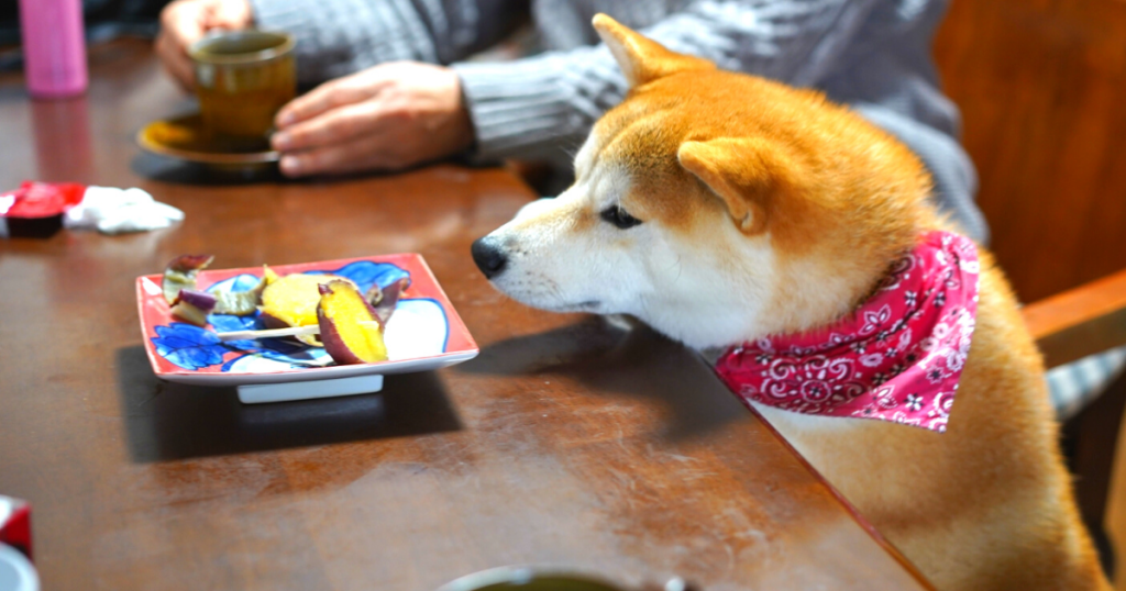 餌を我慢して悲しそうな表情の柴犬の画像