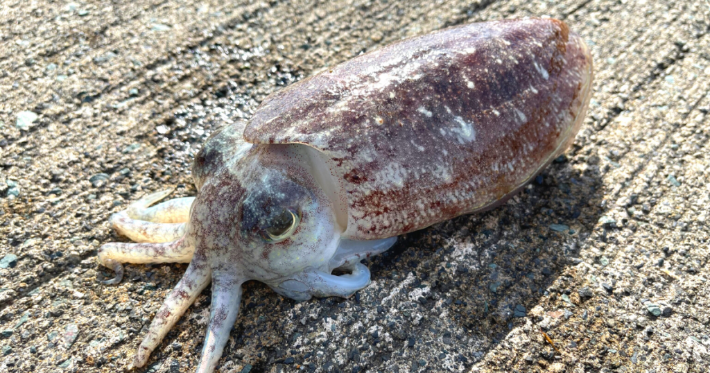 釣り上げられたコウイカの画像