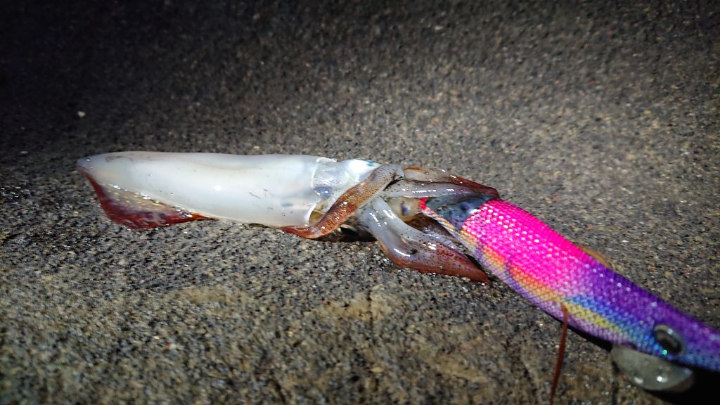 三浦エリアの磯で釣れたケンサキイカ（マルイカ、メトイカ）