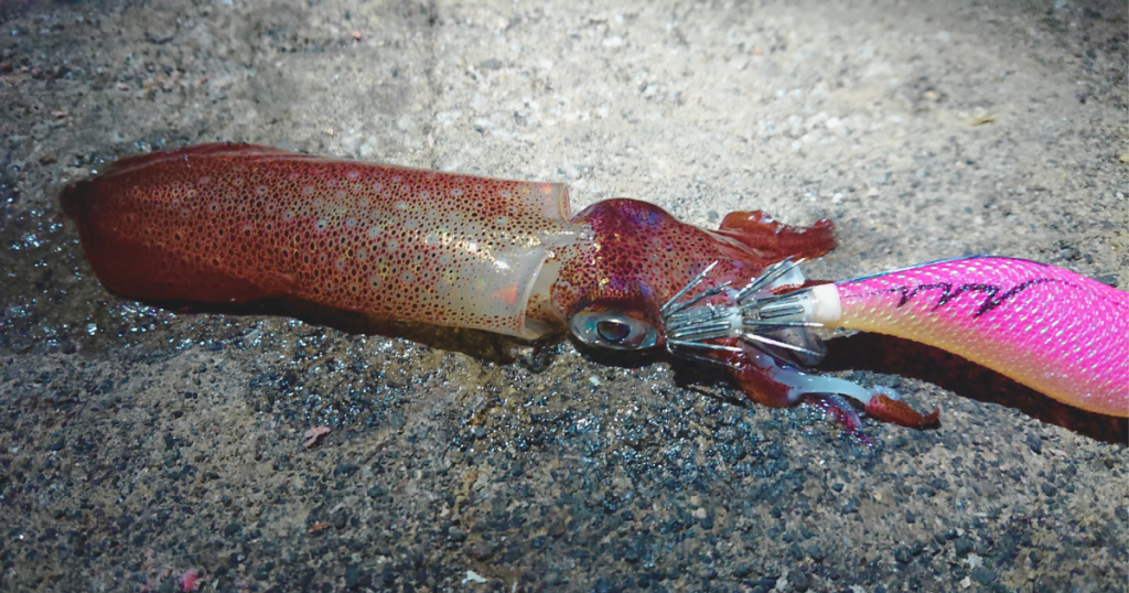 エギング初心者でも釣れる 初夏の三浦半島で旬のケンサキイカを釣るポイント5選 えぎんがない